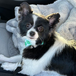 Meet your Posher, Brittany